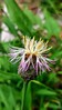 Centaurea fritschii-dichroantha_1.jpg