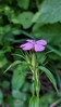 Dianthus collinus_1.jpg