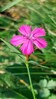 Dianthus liburnicus_1.jpg