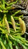 Diphasiastrum alpinum_1.jpg