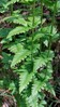 Ime datoteke: Dryopteris cristata-1.jpg
Velikost datoteke: 107kB
Dimenzija: 563x1000
Datum objave: May 27, 2025 Dryopteris cristata-1.jpg