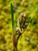 Scheuchzeria palustris_1.jpg