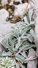 Ime datoteke: Senecio carniolicus_1.jpg
Velikost datoteke: 135kB
Dimenzija: 563x1000
Datum objave: August 25, 2025 Senecio carniolicus_1.jpg