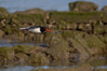 Ime datoteke: DSC_D850(10).jpg
Velikost datoteke: 258kB
Dimenzija: 1920x1280
Datum objave: May 13, 2025 DSC_D850(10).jpg