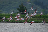 Flamingo1.jpg