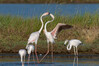 Flamingo4.jpg