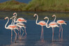Flamingo5.jpg